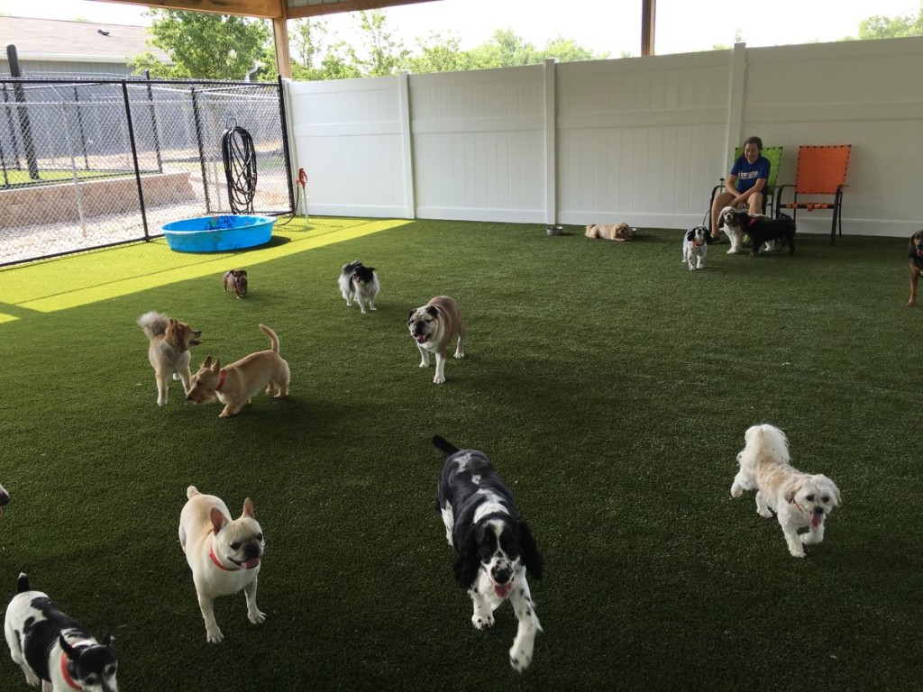 Benefits of Doggy Day Care In Omaha NE Health Coral