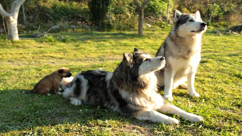 Daycare, Training, and Dog Walking in Omaha, Nebraska’s Pet Resorts