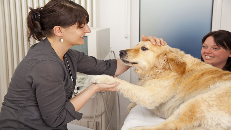 Why You Should Be Bringing Your Pet to a McKinley Park Veterinarian