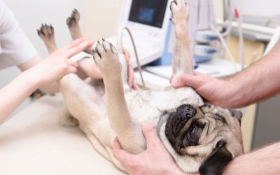 Caring For Your Pets At Home With Mobile PET Services For Stress-Free Veterinary Visits
