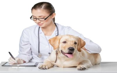Simplify Your Pet’s Wellness Routine By Scheduling Mobile PET Services At Your Doorstep